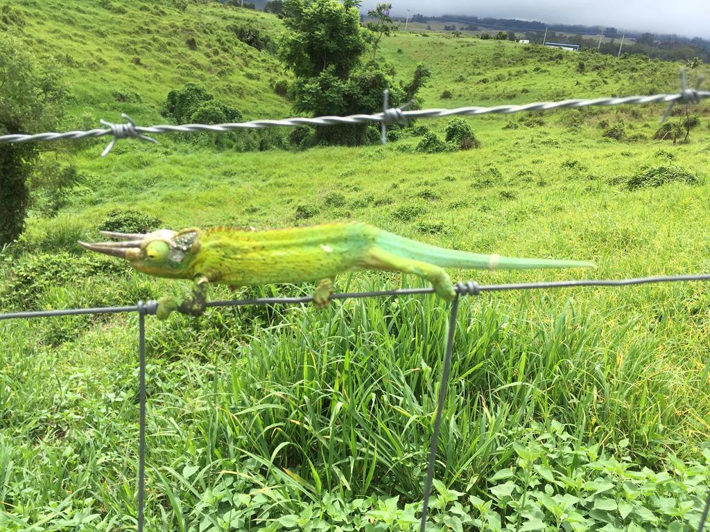 Ha'Le Kiana Bed & Breakfast Kula Bagian luar foto